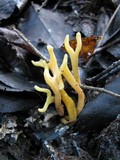 Clavulinopsis corniculata image