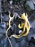 Clavulinopsis corniculata image