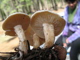 Clitocybe albirhiza image