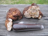 Geopora cooperi image