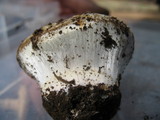 Cortinarius magnivelatus image