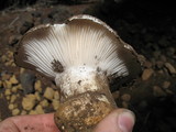 Hygrophorus subalpinus image