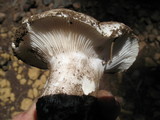 Hygrophorus subalpinus image