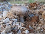 Amanita roseolamellata image