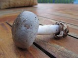Amanita roseolamellata image