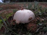 Amanita roseolamellata image