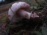 Amanita roseolamellata image