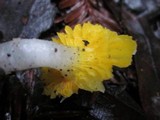 Hygrocybe flavifolia image