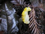 Hygrocybe flavifolia image
