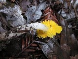 Hygrocybe flavifolia image