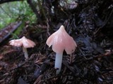 Hygrocybe calyptriformis var. calyptriformis image