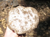 Hygrophorus subalpinus image