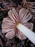 Hygrocybe calyptriformis var. calyptriformis image