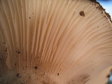 Hygrophorus subalpinus image