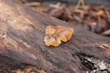 Phaeotremella frondosa image