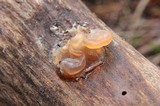 Phaeotremella frondosa image