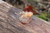 Phaeotremella frondosa image