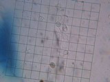 Phaeotremella frondosa image