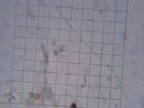 Phaeotremella frondosa image