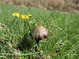 Entoloma sericeum image
