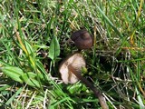 Entoloma sericeum image
