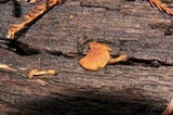 Flammulaster erinaceellus image