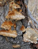 Coriolopsis gallica image