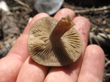 Clitocybe glacialis image