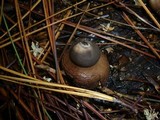 Geastrum javanicum image