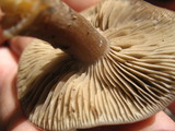 Clitocybe glacialis image