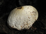 Fomitopsis mounceae image