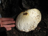 Fomitopsis mounceae image