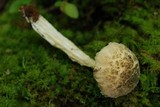 Austroboletus neotropicalis image