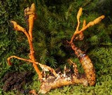 Nigelia martiale image