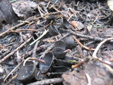 Plectania nannfeldtii image