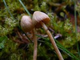 Galerina clavata image