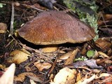 Suillus fuscotomentosus image