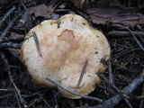 Pholiota olivaceophylla image