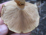 Pholiota olivaceophylla image
