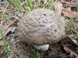 Amanita luteolovelata image