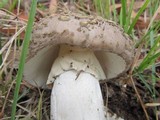 Amanita luteolovelata image