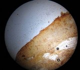 Flammulaster erinaceellus image