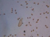 Flammulaster erinaceellus image