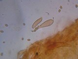 Flammulaster erinaceellus image