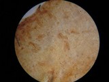 Flammulaster erinaceellus image