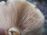 Pholiota olivaceophylla image