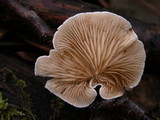 Crepidotus applanatus image