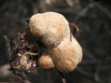 Tyromyces leucospongia image