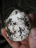 Hygrophorus subalpinus image