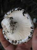 Hygrophorus subalpinus image